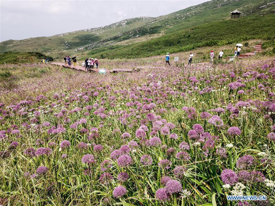 CHINA-GUIZHOU-CHIVE FLOWER (CN)