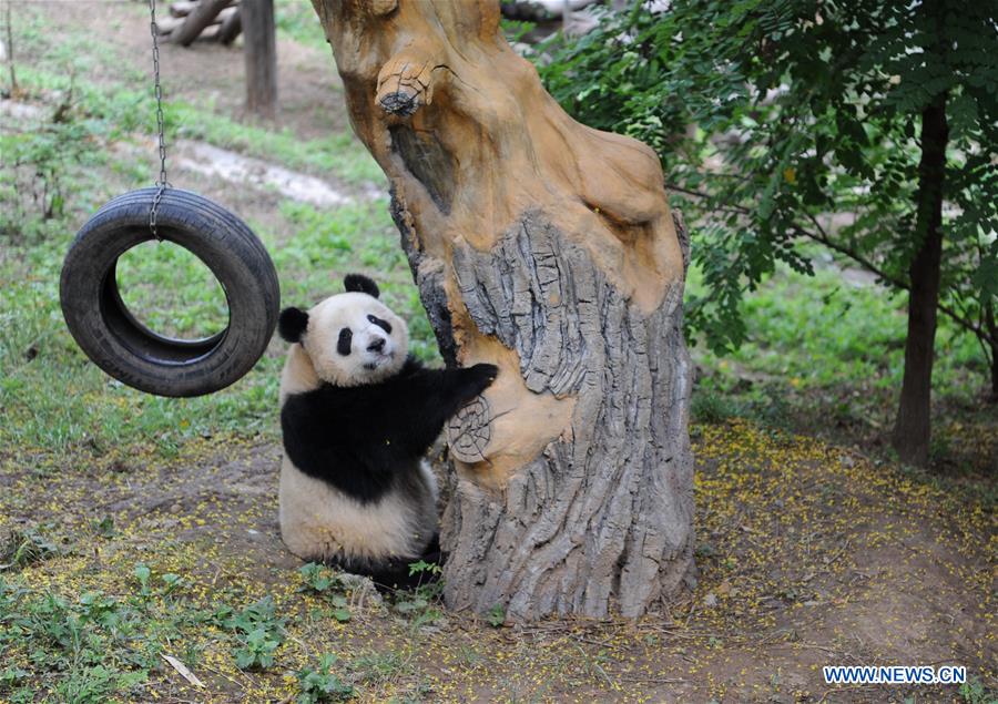 CHINA-SHAANXI-PANDA CUBS (CN)