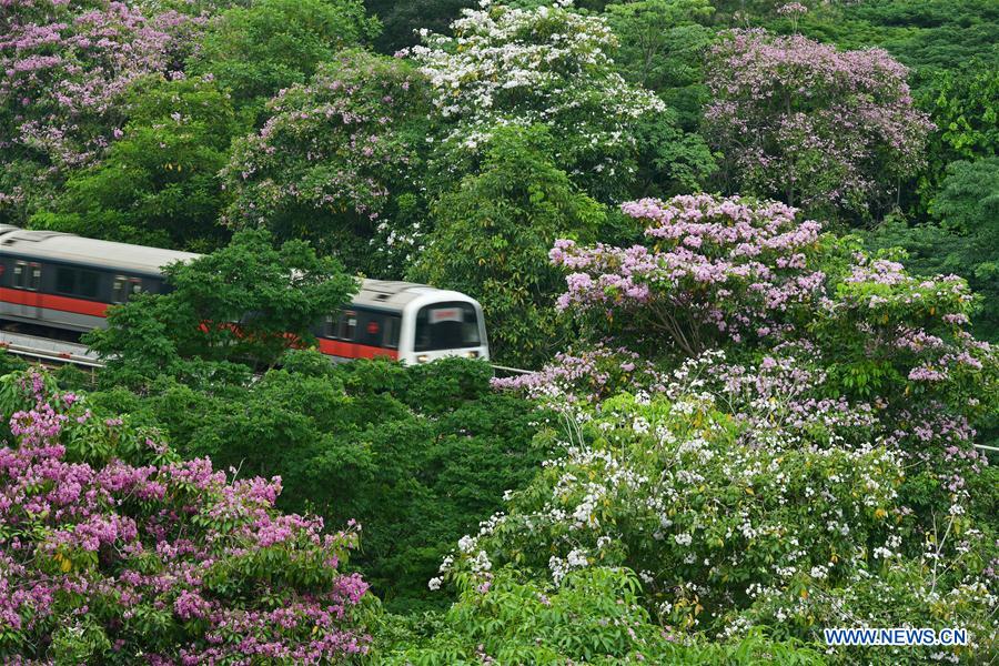 SINGAPORE-TRUMPET TREE-BLOSSOM