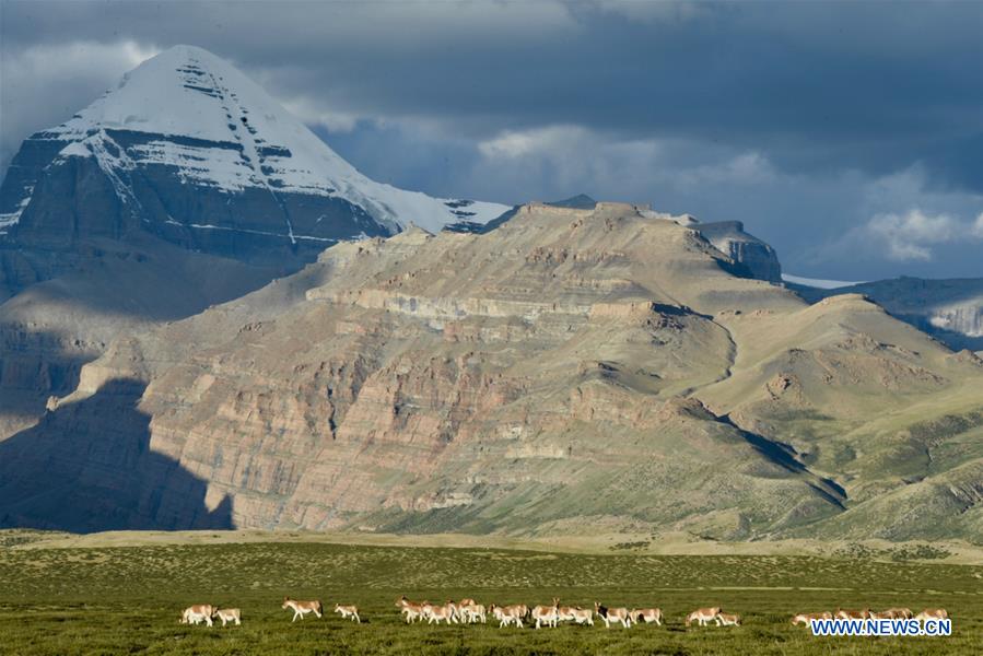 CHINA-TIBET-ALI-WILD ANIMALS-SCENERY (CN)