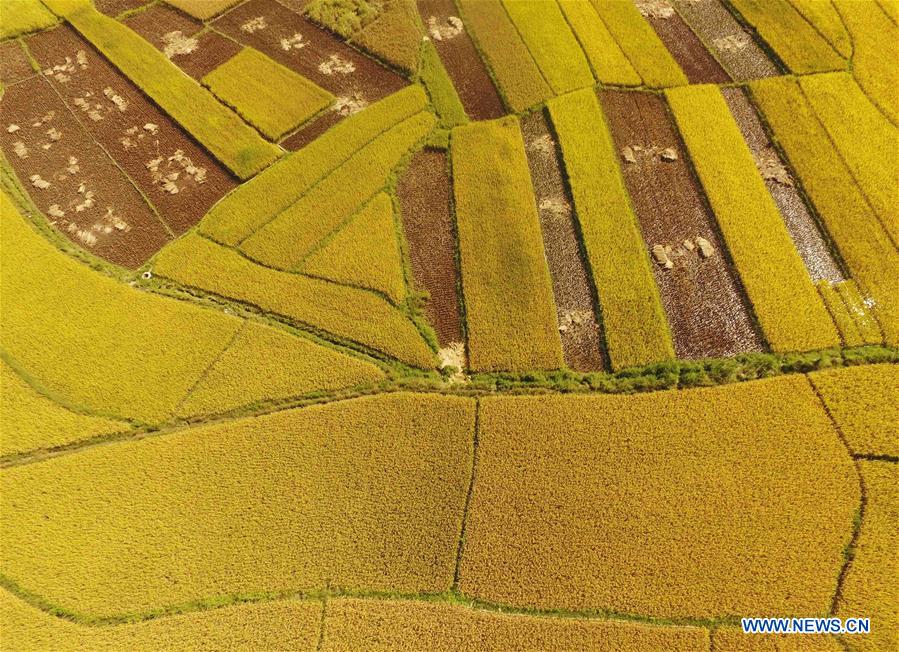 CHINA-YUNNAN-GUANGNAN-RICE FIELDS-HARVEST (CN)