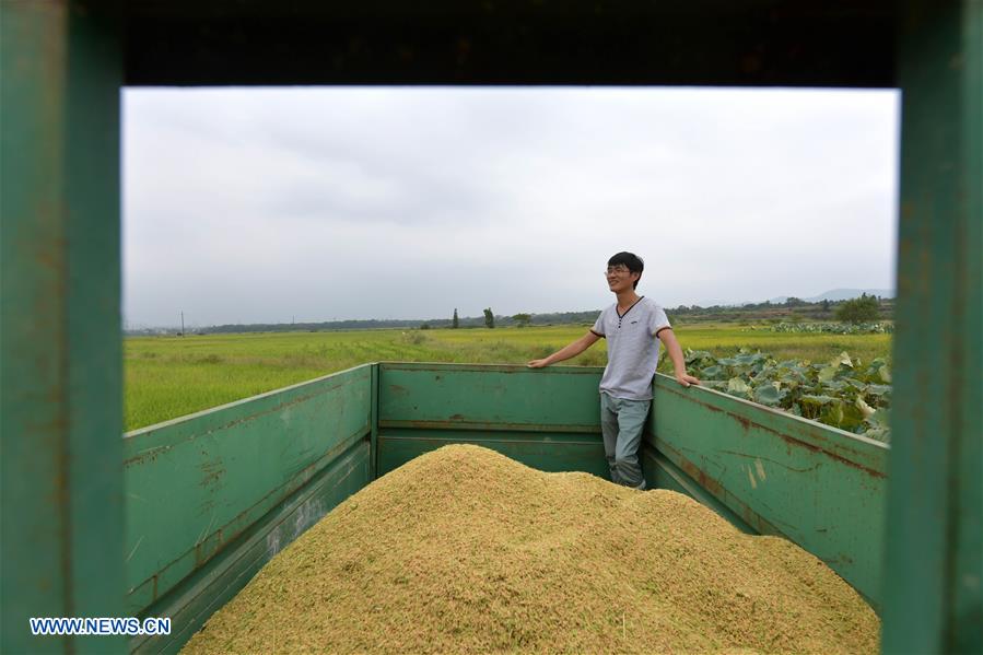 CHINA-JIANGXI-RICE-HARVEST (CN)