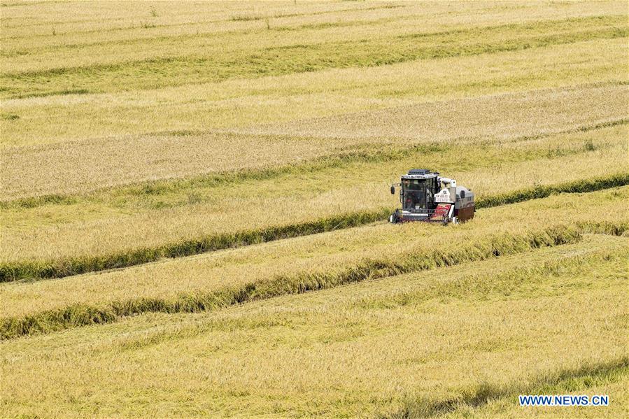 CHINA-XINJIANG-RICE-HARVEST (CN)