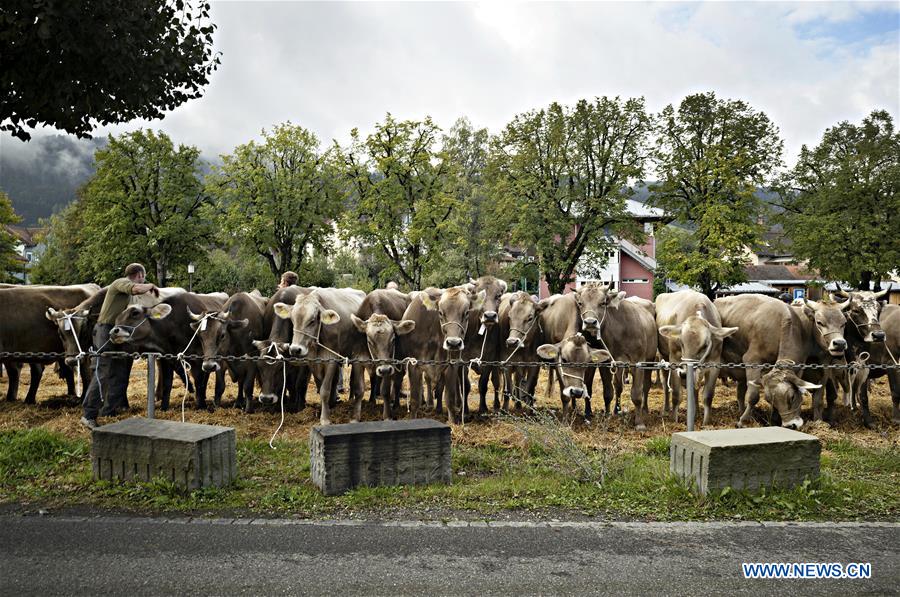 SWITZERLAND-APPENZELL-CATTLE SHOW