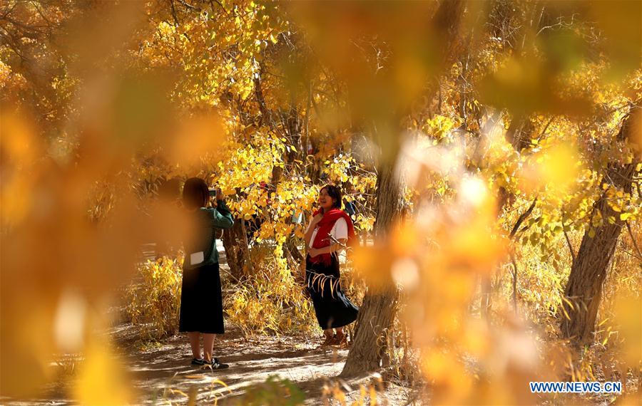 #CHINA-GANSU-DESERT POPLAR-SCENERY (CN) 