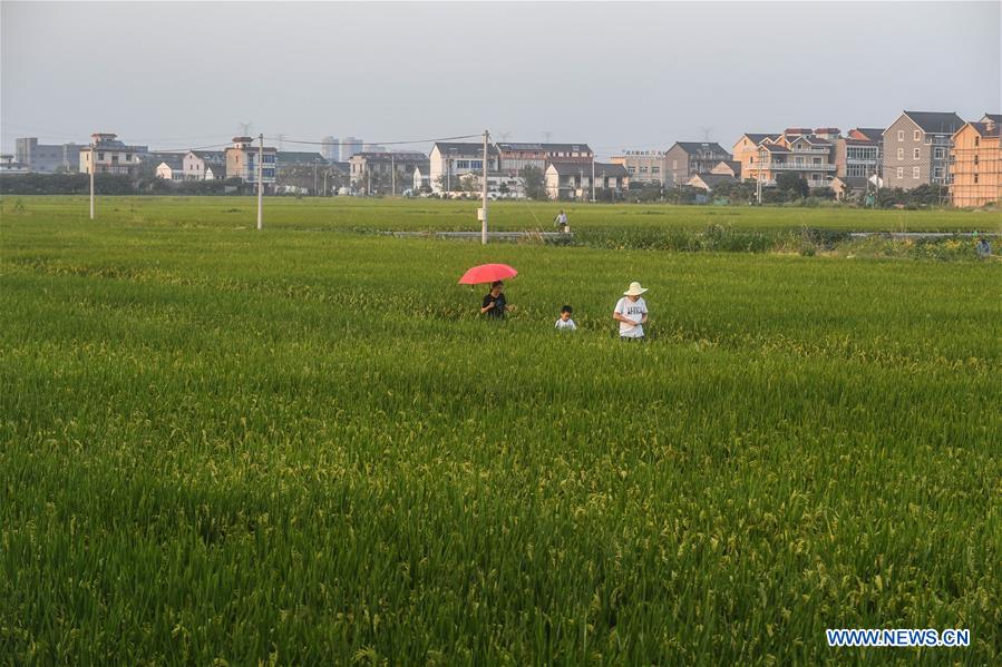 CHINA-HANGZHOU-AUTUMN HARVEST(CN)