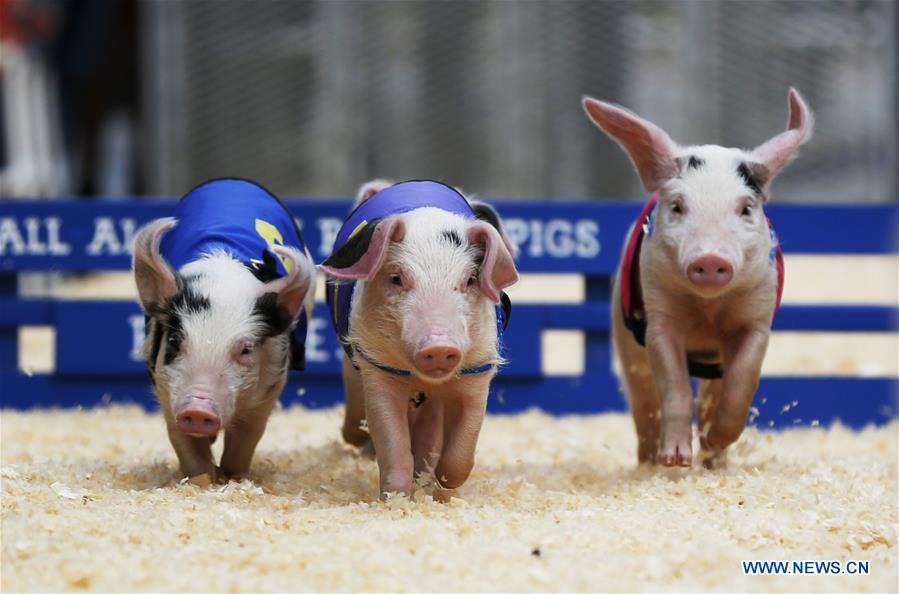 U.S.-LOS ANGELES-PIGGY-RACE