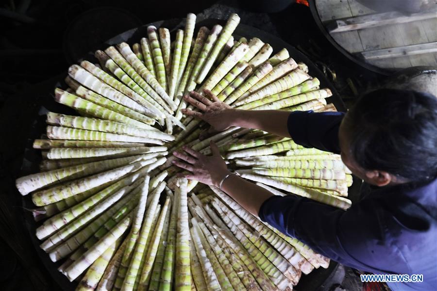 #CHINA-GUIZHOU-ECONOMY-BAMBOO SHOOT-HARVEST (CN)