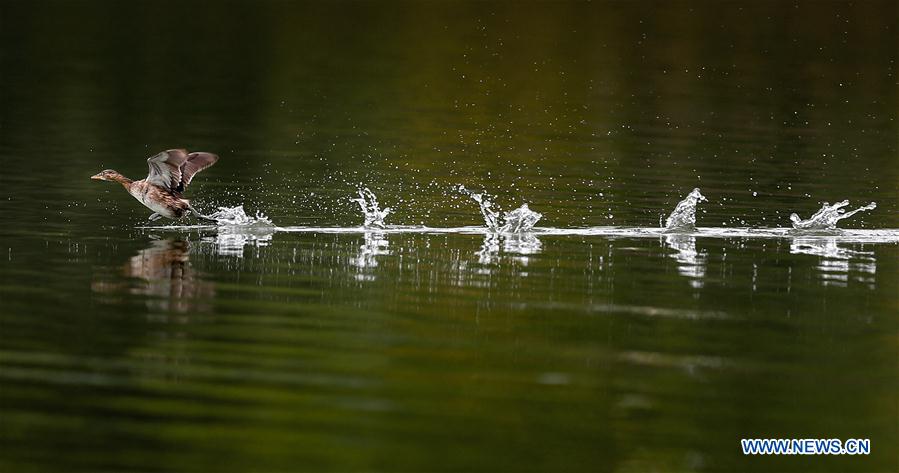 CHINA-GUIZHOU-BIRDS (CN)