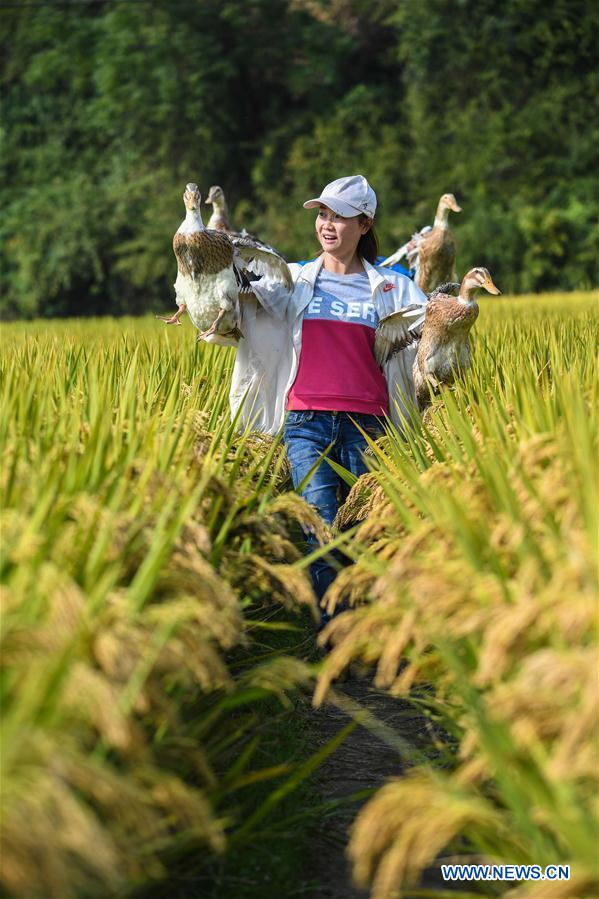 CHINA-HANGZHOU-RICE-HARVEST (CN)