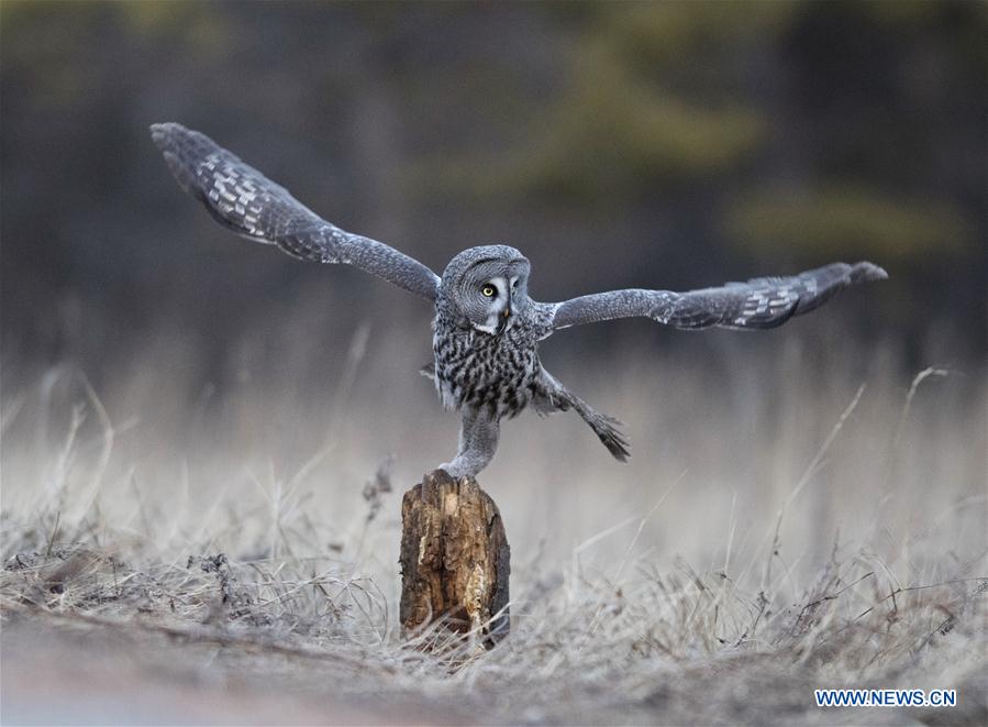 CHINA-INNER MONGOLIA-YAKESHI-WILD BIRD (CN)