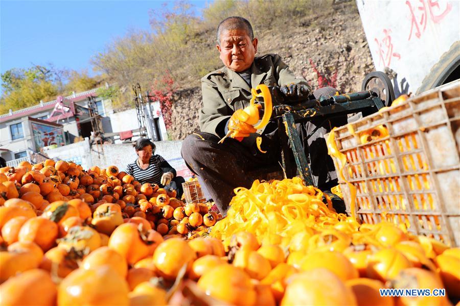 #CHINA-HEIBEI-JINGXING-PERSIMMON (CN)