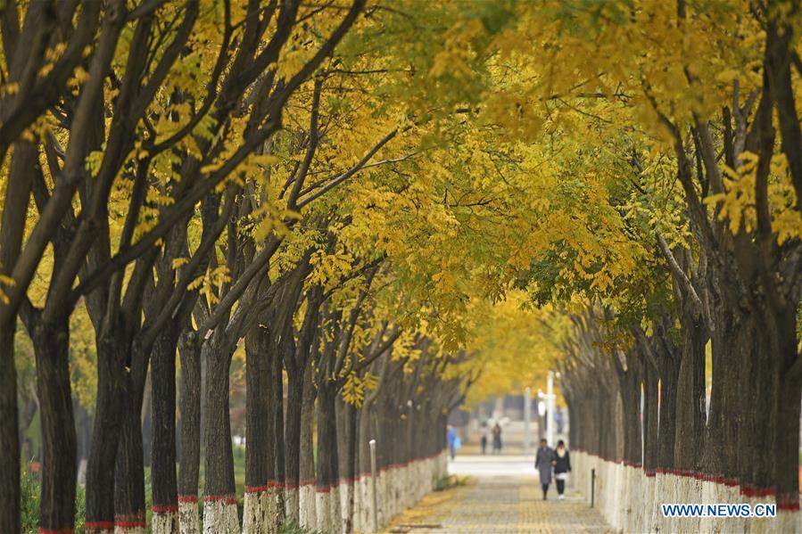 CHINA-YINCHUAN-AUTUMN SCENERY (CN)