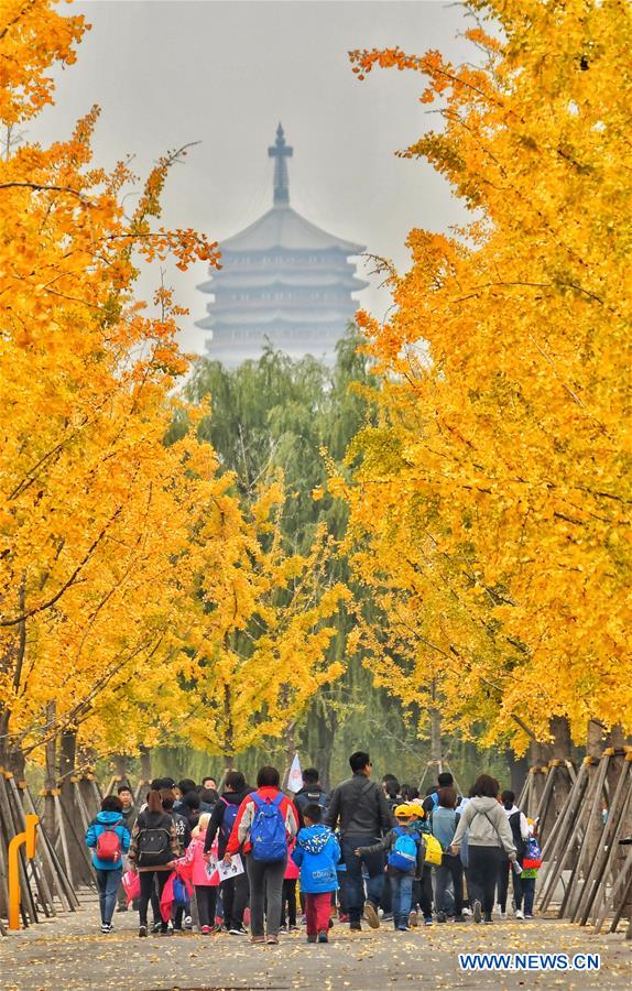 CHINA-BEIJING-AUTUMN-SCENERY (CN)