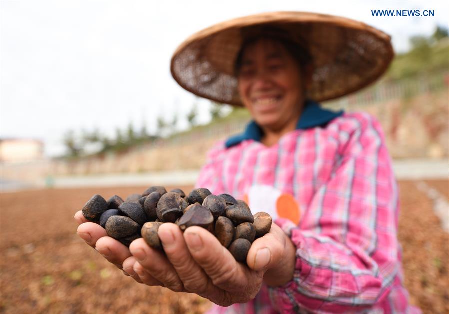 #CHINA-GUIZHOU-FRUIT-HARVEST (CN)