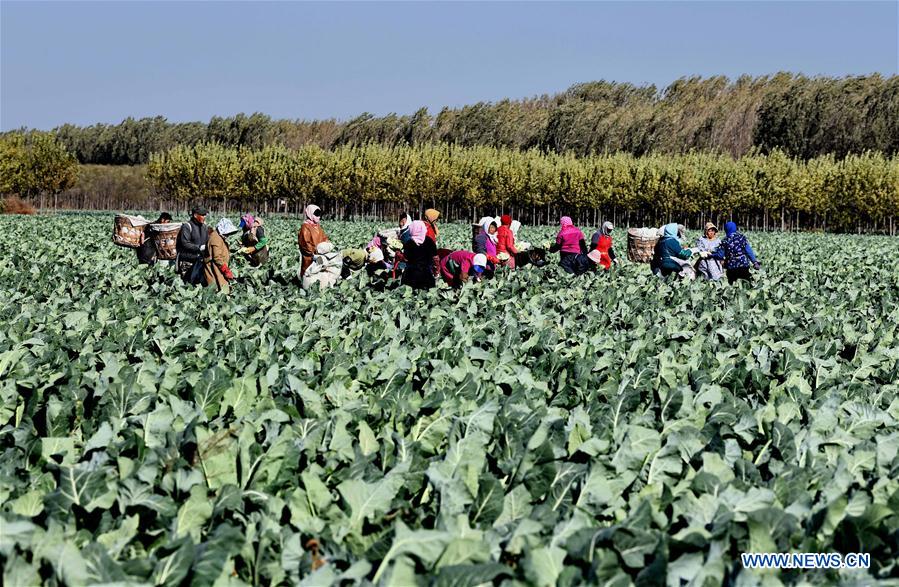 CHINA-HEBEI-CAULIFLOWERS CULTIVATION (CN)