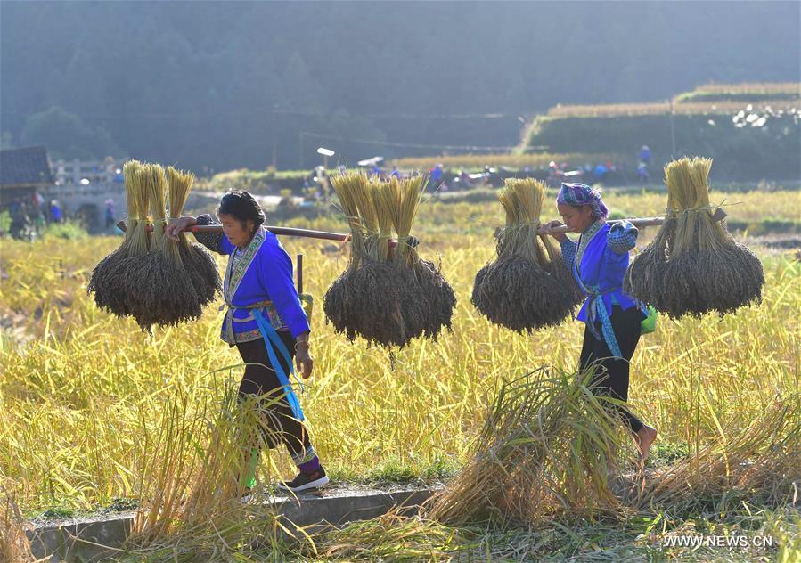 CHINA-GUANGXI-ANTAI-RICE-HARVEST (CN)