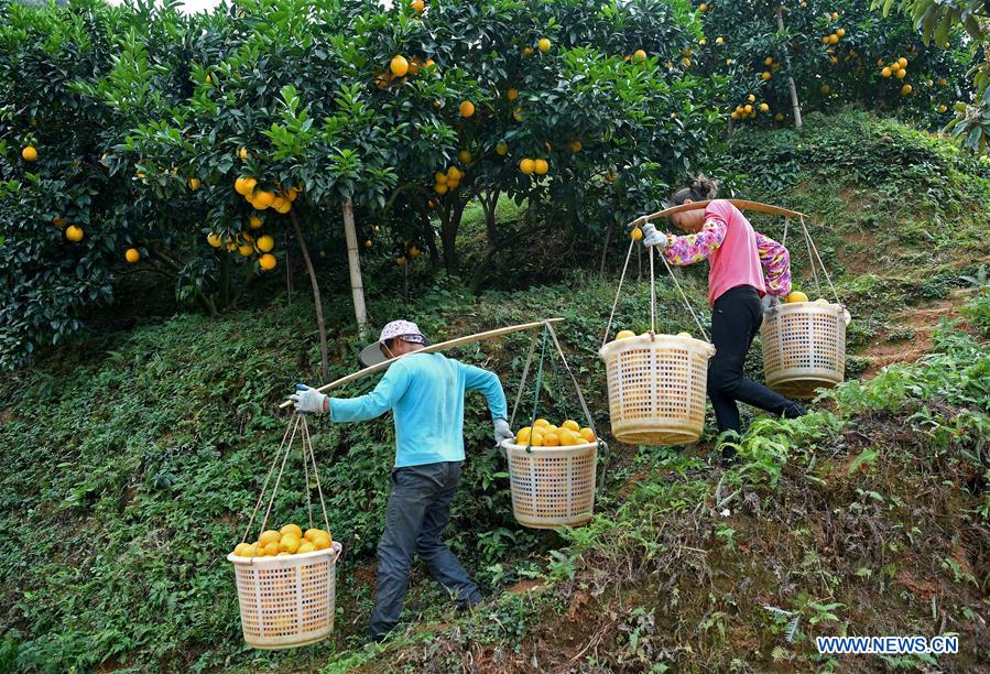 CHINA-JIANGXI-NAVEL ORANGE-HARVEST(CN)