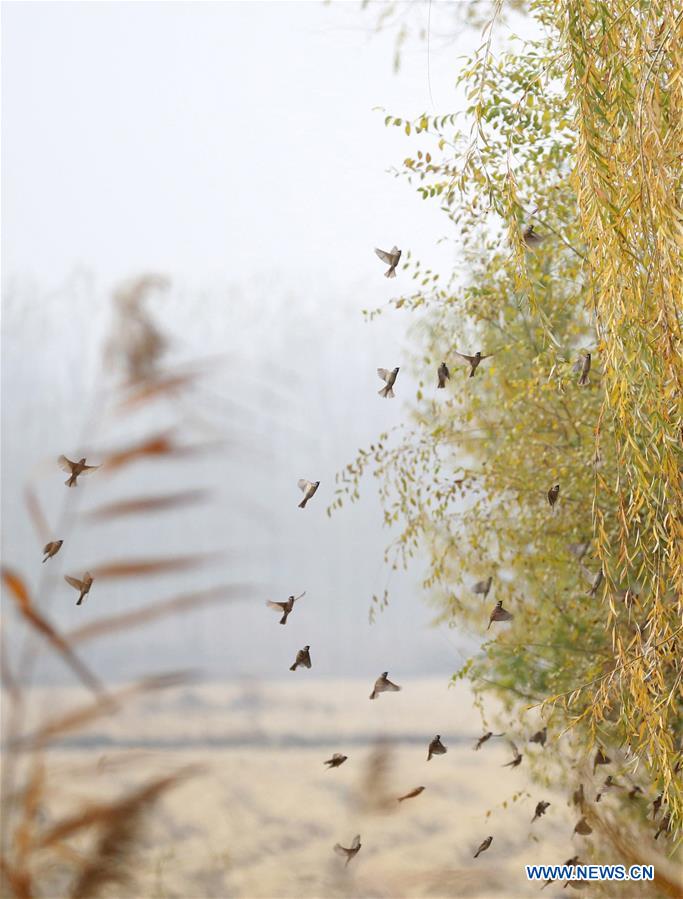 #CHINA-HEBEI-BAIYANGDIAN-SCENERY (CN)