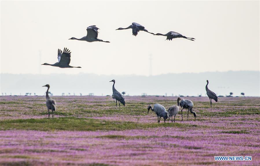 #CHINA-JIANGXI-POYANG LAKE-MIGRANT BIRDS (CN)