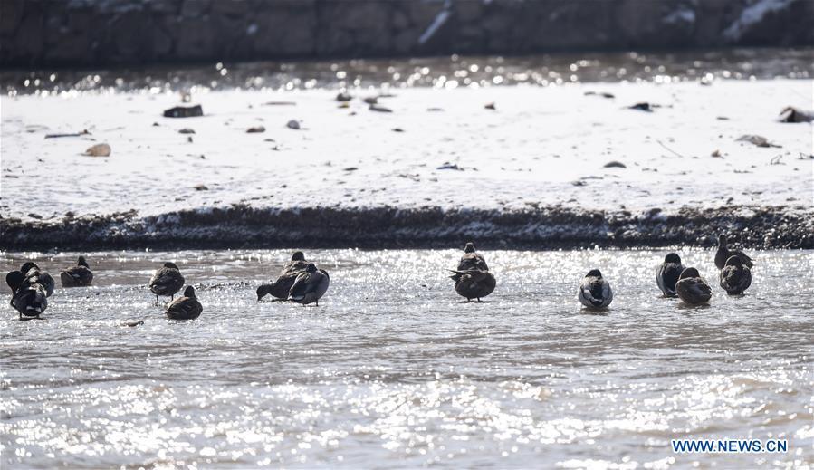 CHINA-QINGHAI-MIGRATORY BIRDS  (CN)