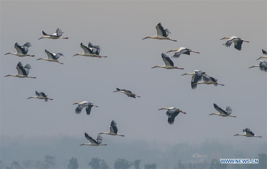 CHINA-ANHUI-WHITE STORK (CN)