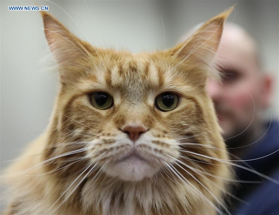 ITALY-BOLOGNA-AMERICAN CAT SHOW