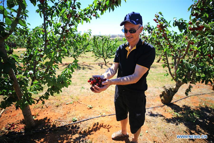 AUSTRALIA-YOUNG-CHERRY CAPITAL OF AUSTRALIA