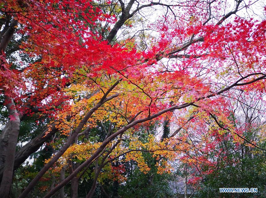 #CHINA-JIANGSU-MAPLE-SCENERY (CN)