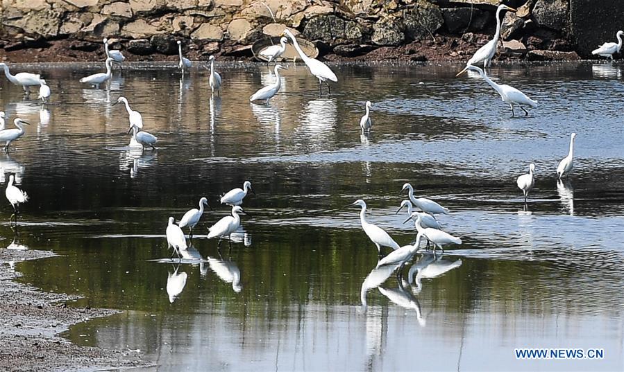 CHINA-GUANGXI-BEIBU GULF-EGRETS (CN)