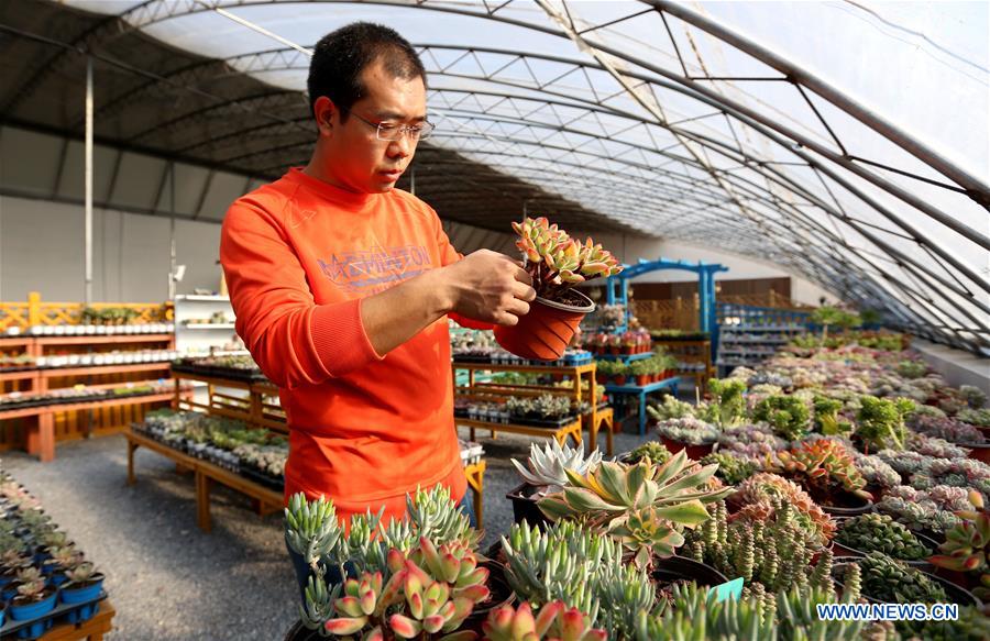 CHINA-HEBEI-SHIJIAZHUANG-SUCCULENT PLANTS-FARMING (CN)