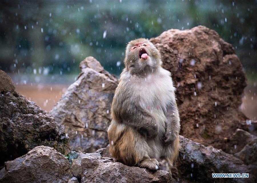 #CHINA-NANJING-MACAQUE-SNOW (CN)