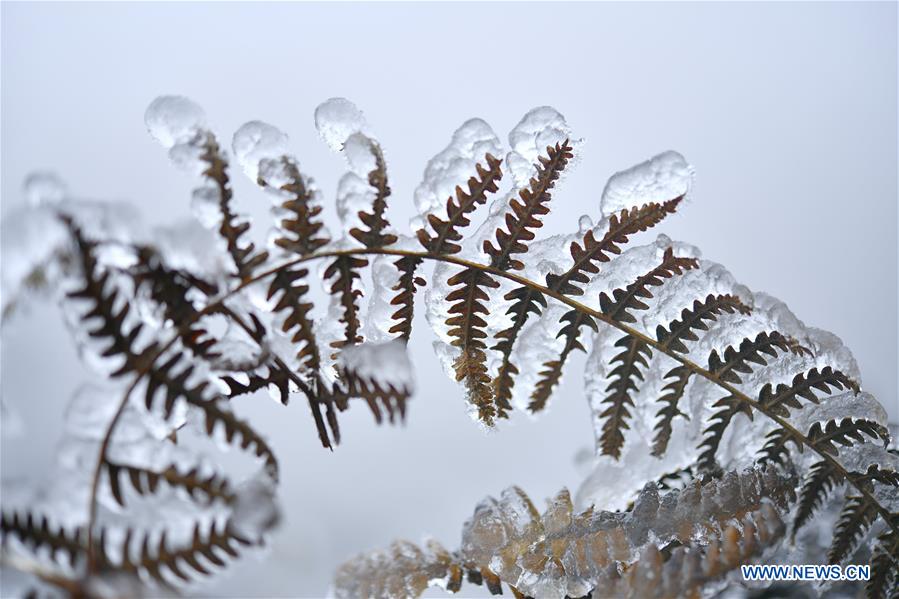 #CHINA-HUBEI-ENSHI-FROZEN PLANTS(CN)