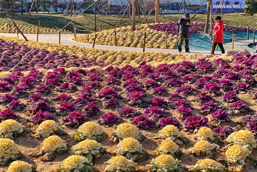 CHINA-BEIJING-WINTER-PARK-ORNAMENTAL KALE (CN)