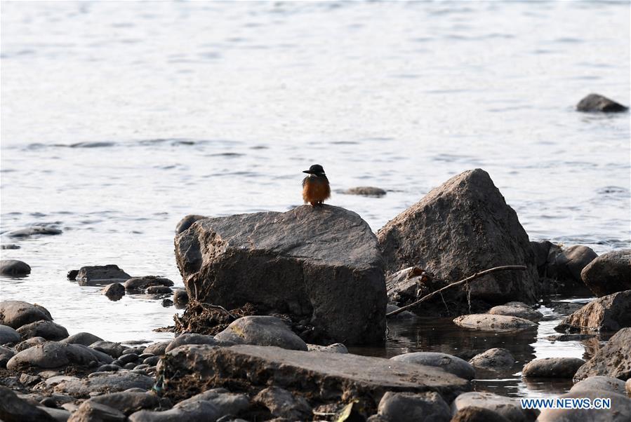 CHINA-GANSU-LANZHOU-WATERFOWL (CN)