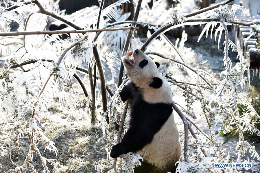 CHINA-JINAN-WINTER-GIANT PANDA (CN)