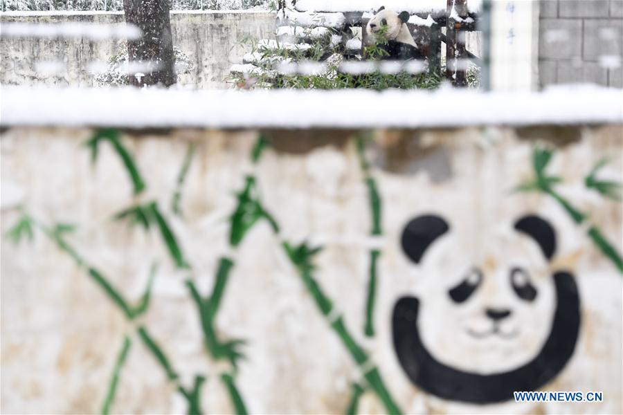 CHINA-ANHUI-SNOW-GIANT PANDA (CN)