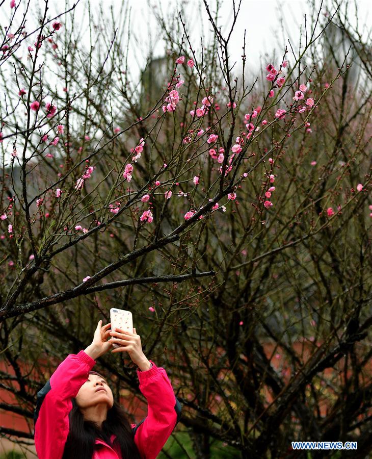 CHINA-FUZHOU-LINYANG TEMPLE-PLUM BLOSSOM (CN)