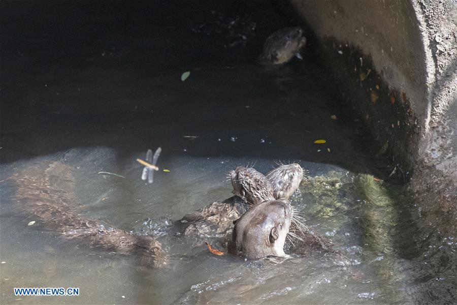 SINGAPORE-NEWBORN OTTER