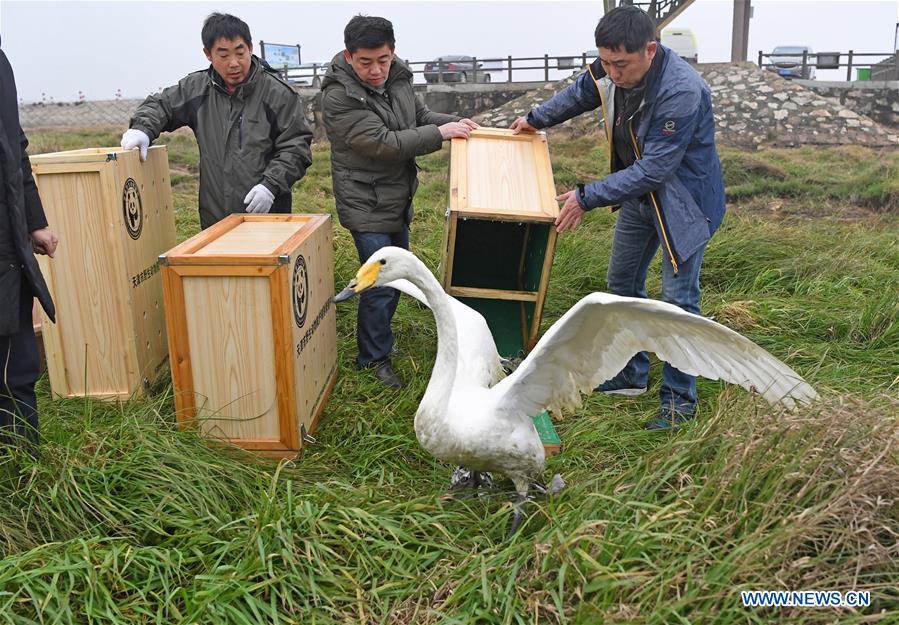 CHINA-JIANGXI-MIGRANT BIRDS-RELEASE (CN)