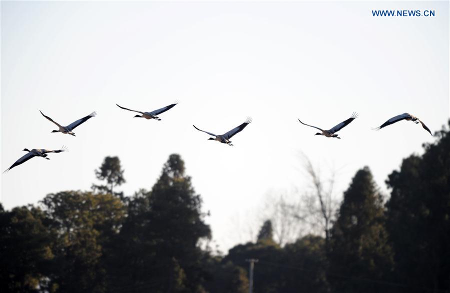 CHINA-GUIZHOU-WEINING-MIGRATORY BIRDS (CN)