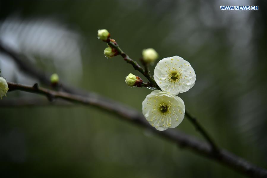 #CHINA-HUBEI-PLUM FLOWERS (CN)