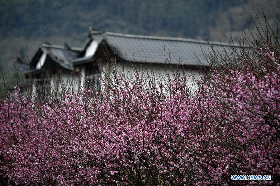 #CHINA-XUANEN-PLUM FLOWERS (CN)