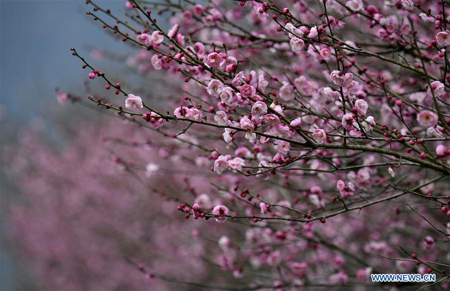 #CHINA-XUANEN-PLUM FLOWERS (CN)