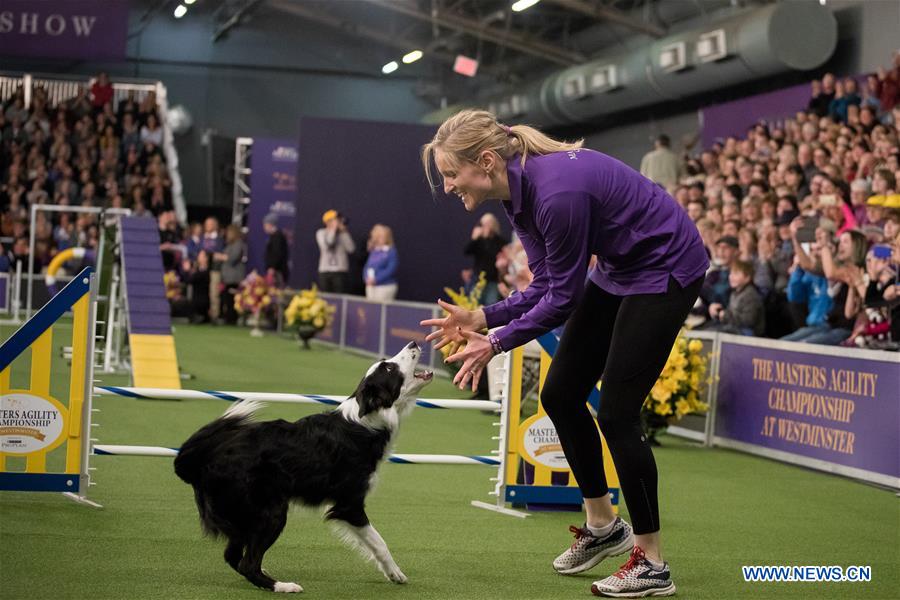 U.S.-NEW YORK-DOG-AGILITY COMPETITION 