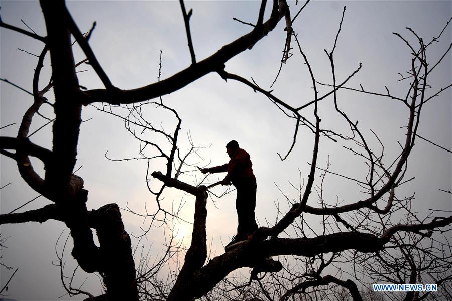 #CHINA-EARLY SPRING-FARMWORK (CN)