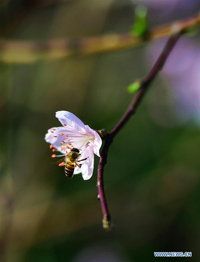 CHINA-FUJIAN-FUZHOU-SPRING (CN)