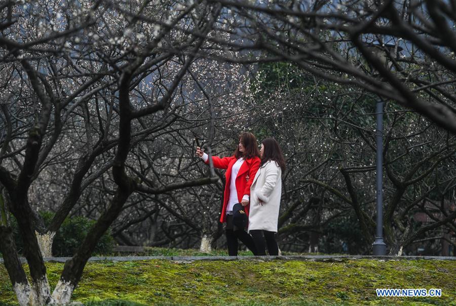 CHINA-ZHEJIANG-SPRING-PLUM BLOSSOM(CN)