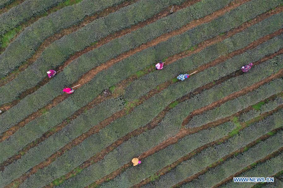 #CHINA-GUIZHOU-SHIQIAN-TEA GARDEN (CN)