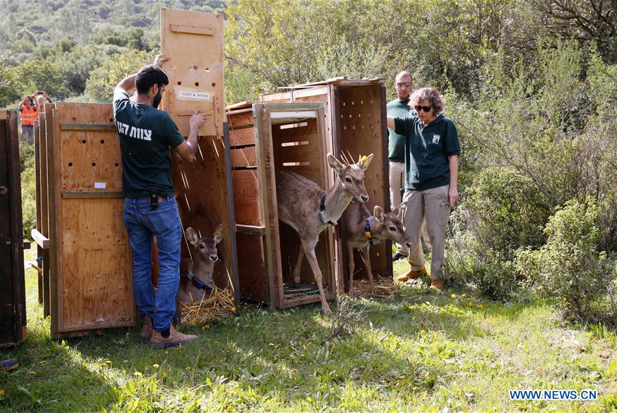 MIDEAST-JERUSALEM-PERSIAN FALLOW DEER-RELEASE